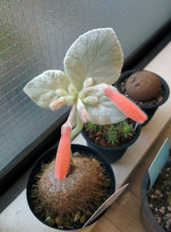 f:id:yoshida_lab:20151112225405j:plain f:id:yoshida_lab:20151112225405j:plain