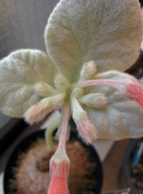 f:id:yoshida_lab:20151112225406j:plain f:id:yoshida_lab:20151112225406j:plain