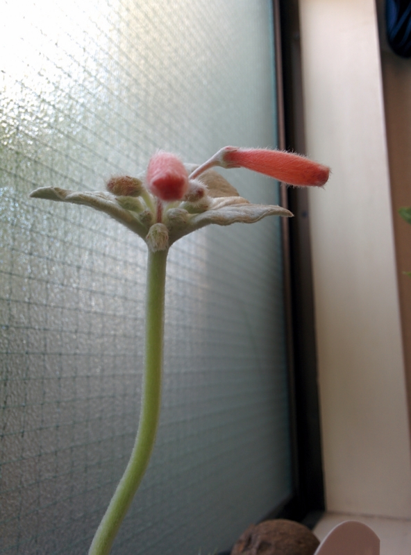 f:id:yoshida_lab:20151112225407j:plain f:id:yoshida_lab:20151112225407j:plain