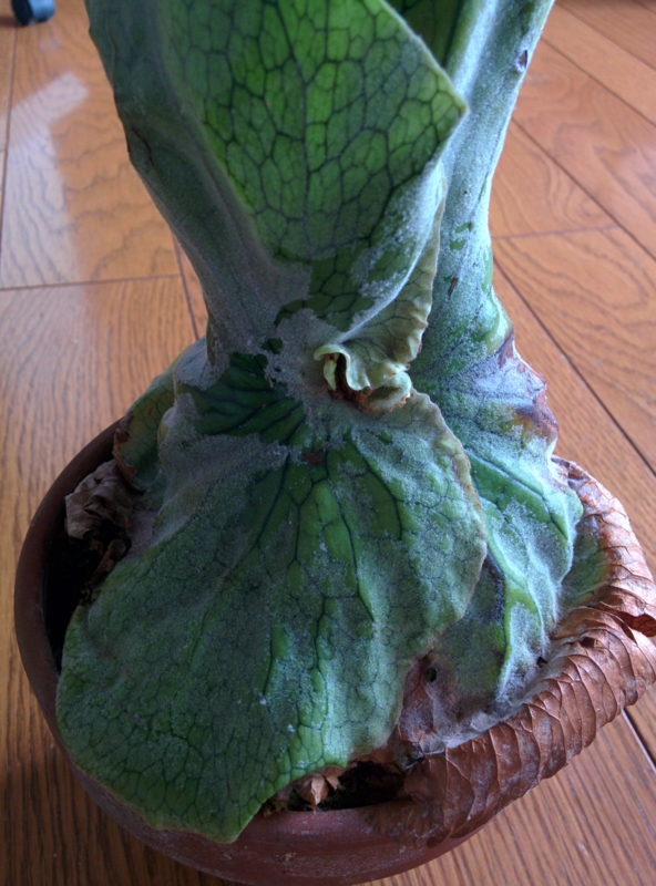 f:id:yoshida_lab:20160318135419j:plain f:id:yoshida_lab:20160318135419j:plain