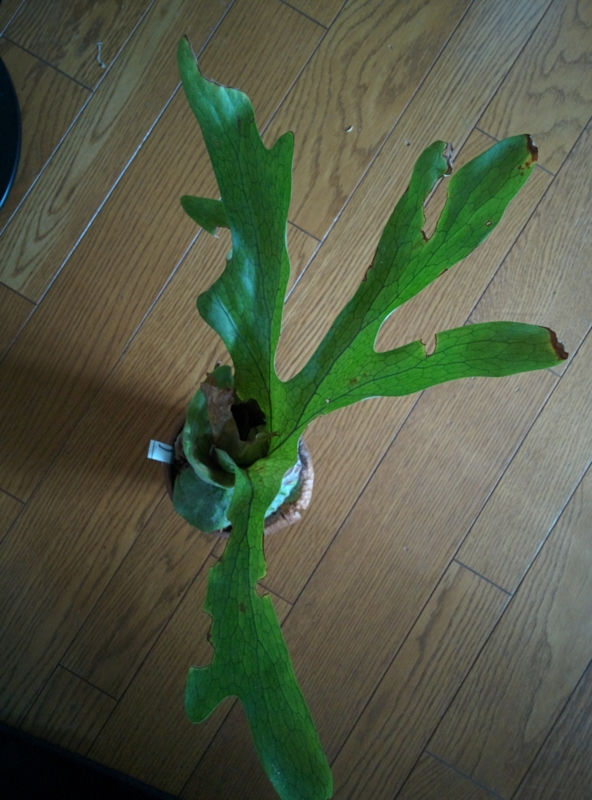 f:id:yoshida_lab:20160318135422j:plain f:id:yoshida_lab:20160318135422j:plain