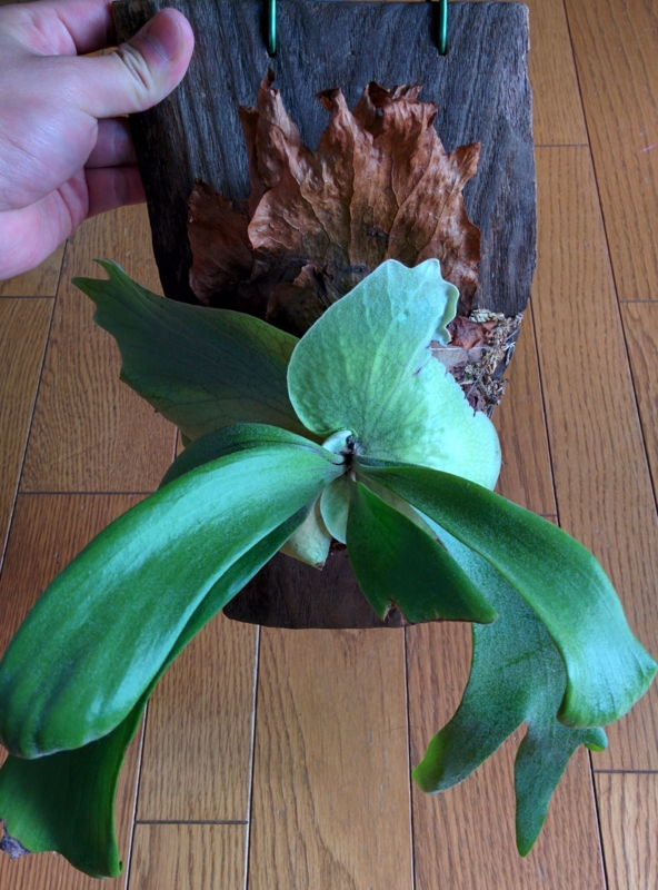 f:id:yoshida_lab:20160326200315j:plain f:id:yoshida_lab:20160326200315j:plain