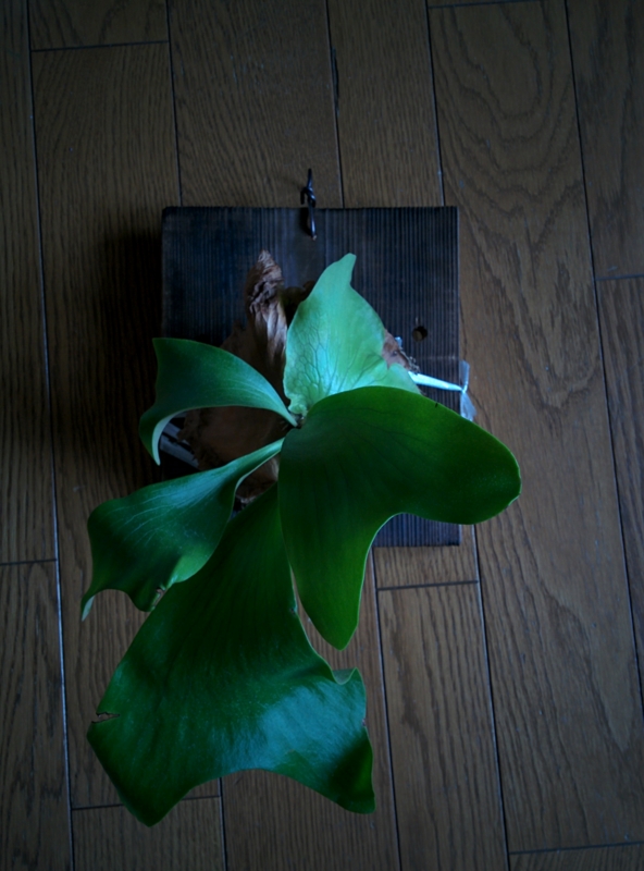 f:id:yoshida_lab:20160502093621j:plain f:id:yoshida_lab:20160502093621j:plain