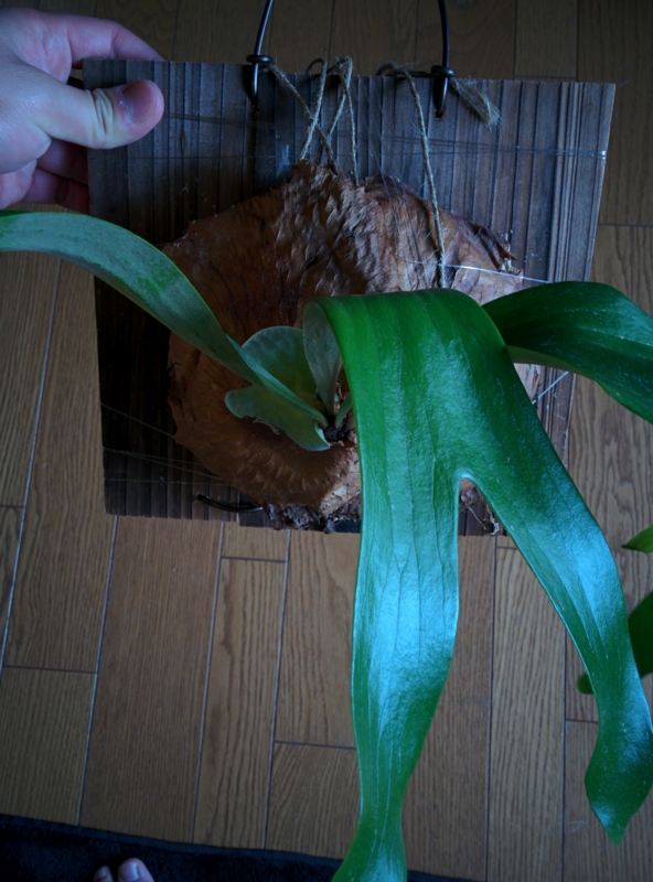 f:id:yoshida_lab:20160502093625j:plain f:id:yoshida_lab:20160502093625j:plain