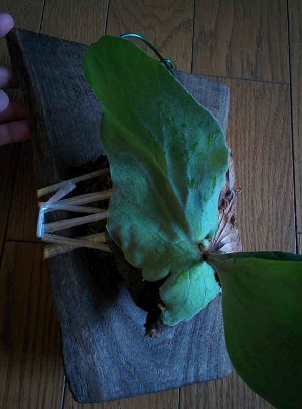 f:id:yoshida_lab:20160502093630j:plain f:id:yoshida_lab:20160502093630j:plain