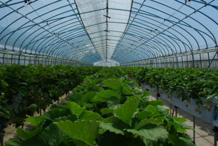 f:id:yoshidaagri:20100605100058j:image f:id:yoshidaagri:20100605100058j:image