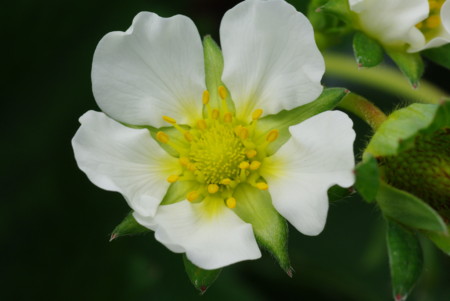 f:id:yoshidaagri:20100605100609j:image f:id:yoshidaagri:20100605100609j:image