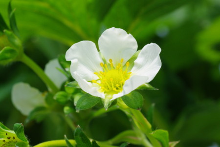 f:id:yoshidaagri:20100605101930j:image f:id:yoshidaagri:20100605101930j:image