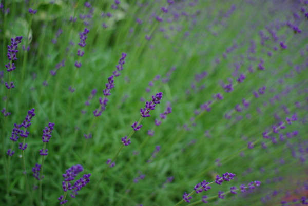 f:id:yoshidaagri:20100627182031j:image f:id:yoshidaagri:20100627182031j:image