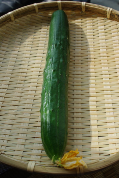 f:id:yoshidaagri:20100629073128j:image f:id:yoshidaagri:20100629073128j:image