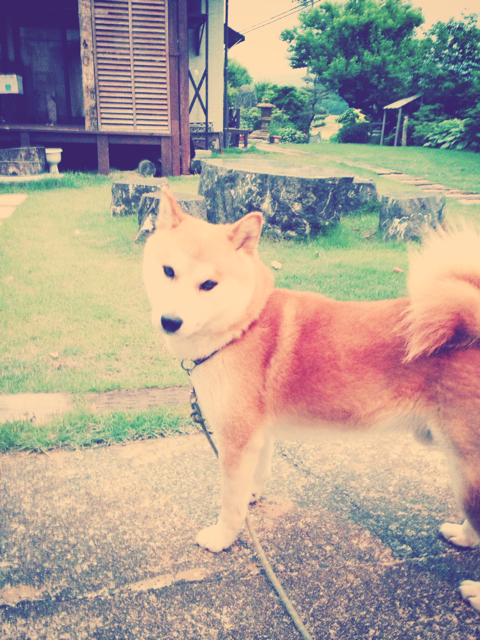 f:id:yoshiki810:20130609220954j:plain f:id:yoshiki810:20130609220954j:plain
