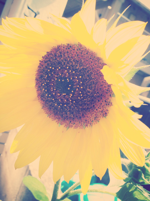 f:id:yoshiki810:20130628163409j:plain f:id:yoshiki810:20130628163409j:plain