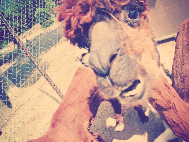 f:id:yoshiki810:20130630211337j:plain f:id:yoshiki810:20130630211337j:plain