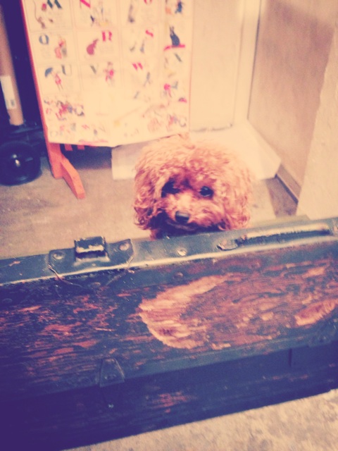 f:id:yoshiki810:20131205060509j:plain f:id:yoshiki810:20131205060509j:plain
