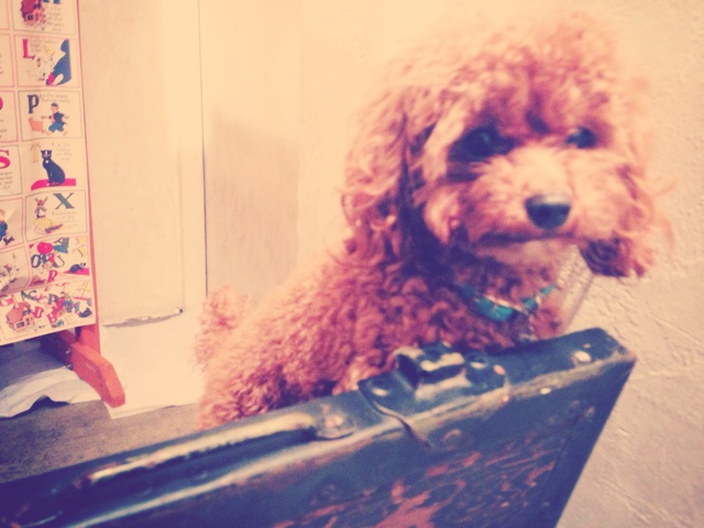 f:id:yoshiki810:20131205060537j:plain f:id:yoshiki810:20131205060537j:plain