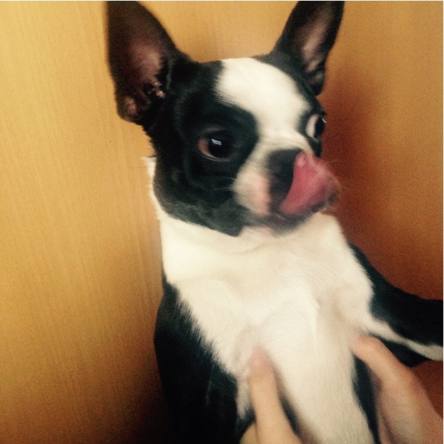 f:id:yoshiki810:20150521234145j:image f:id:yoshiki810:20150521234145j:image