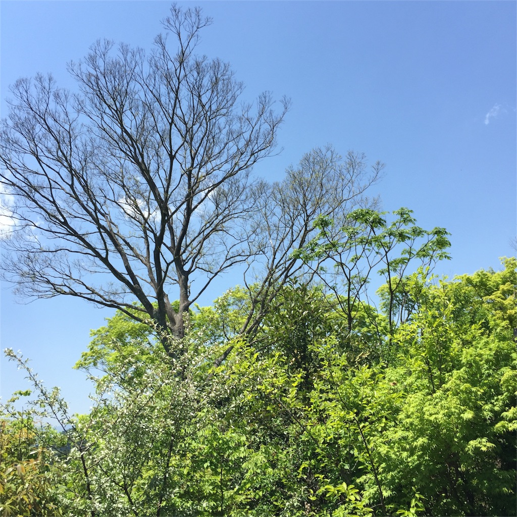 f:id:yoshiki810:20160506034013j:image f:id:yoshiki810:20160506034013j:image