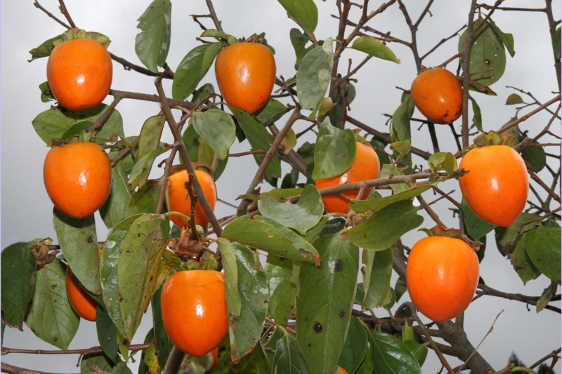 f:id:yoshinobunakamura:20141027182438j:plain