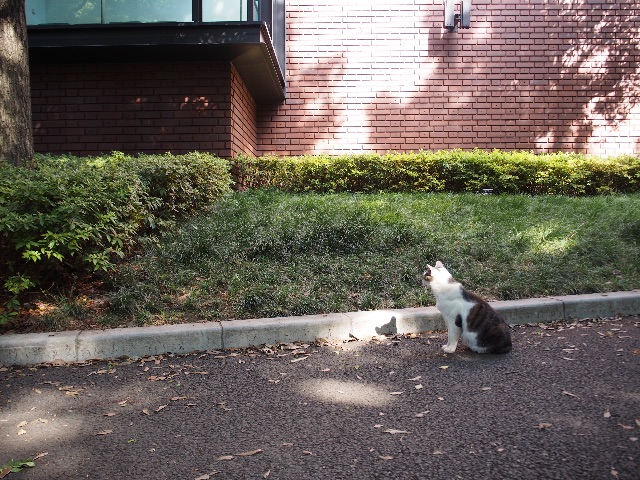 f:id:yosuke0414:20150531224651j:image f:id:yosuke0414:20150531224651j:image