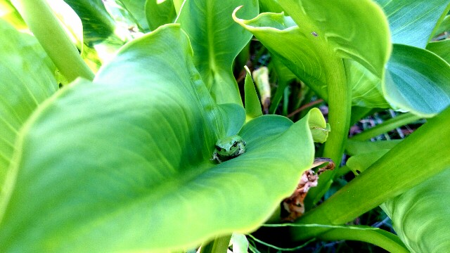 f:id:you_key69:20160428054319j:image f:id:you_key69:20160428054319j:image