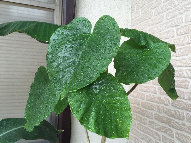 f:id:youichi1111:20150628085440j:image f:id:youichi1111:20150628085440j:image