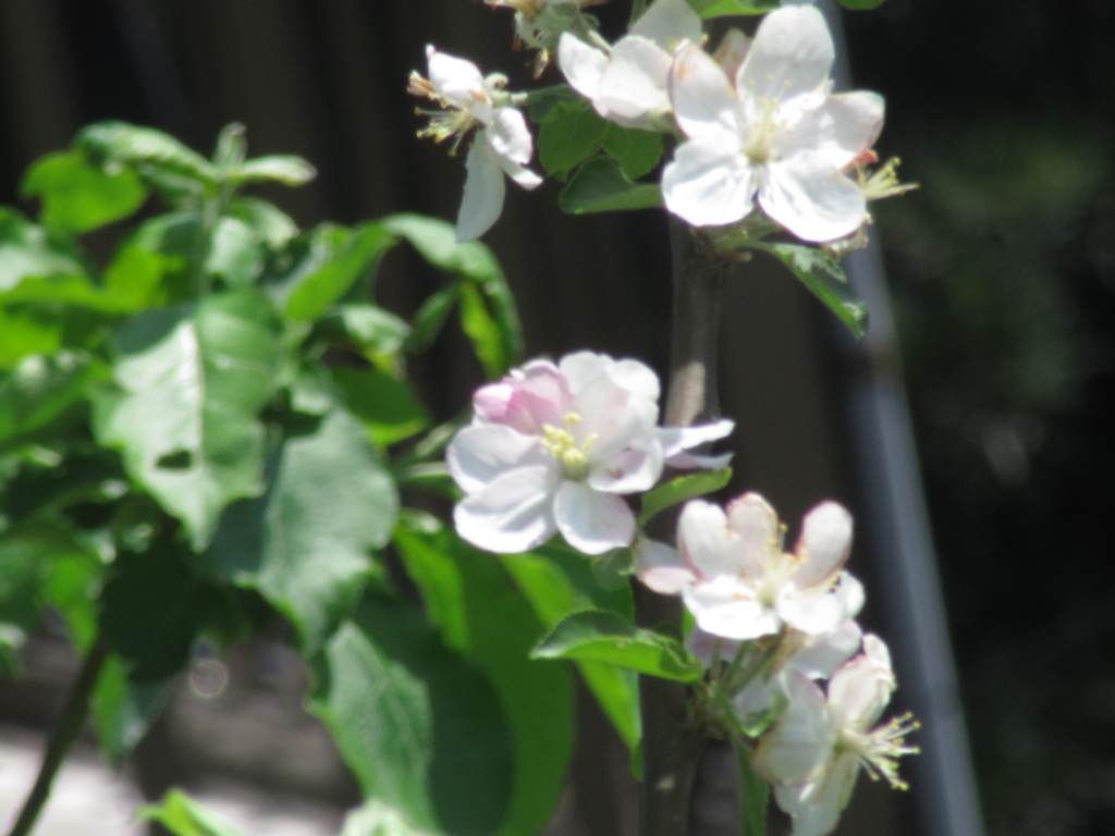 f:id:yporcini:20160505122834j:plain