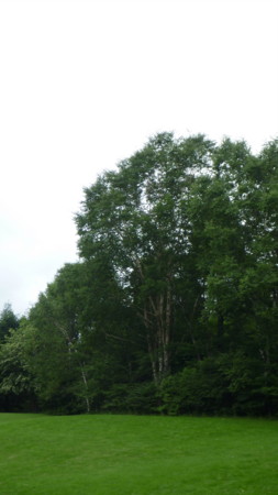 f:id:ytakeuch:20090809135826j:image