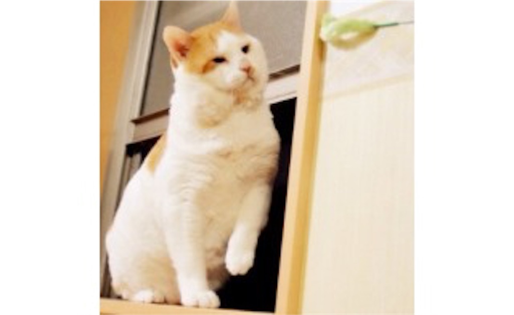 f:id:yu-rin-chi:20151011095359j:image f:id:yu-rin-chi:20151011095359j:image