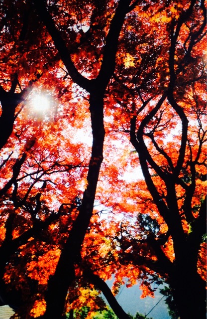 f:id:yu-rururu:20141205075957j:plain f:id:yu-rururu:20141205075957j:plain