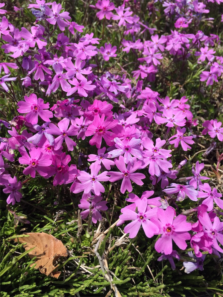 f:id:yubeshi85:20151027125819j:image f:id:yubeshi85:20151027125819j:image