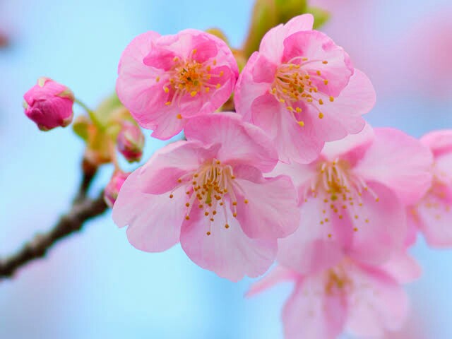 f:id:yubeshi85:20160321122211j:image f:id:yubeshi85:20160321122211j:image