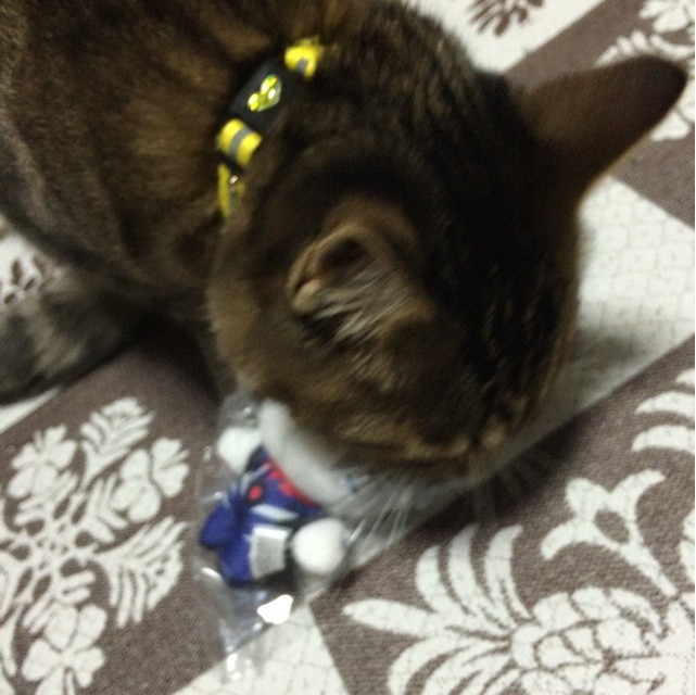 f:id:yuikawanishi:20141128172200j:plain f:id:yuikawanishi:20141128172200j:plain