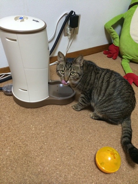 f:id:yuikawanishi:20150110190358j:plain f:id:yuikawanishi:20150110190358j:plain