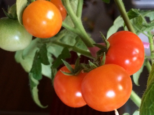 f:id:yuikawanishi:20150802123231j:plain f:id:yuikawanishi:20150802123231j:plain