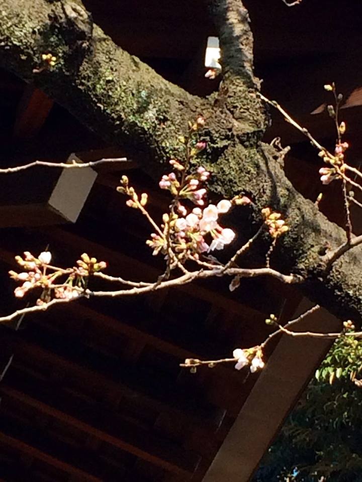 f:id:yuikawanishi:20160324003914j:plain f:id:yuikawanishi:20160324003914j:plain
