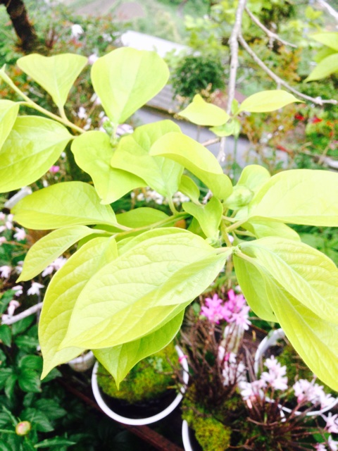 f:id:yujirosatake2014:20140430124901j:plain f:id:yujirosatake2014:20140430124901j:plain