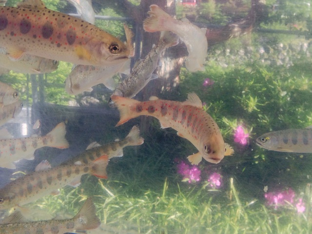 f:id:yujirosatake2014:20140502223719j:plain f:id:yujirosatake2014:20140502223719j:plain