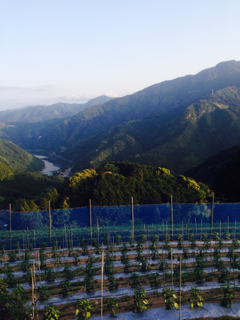f:id:yujirosatake2014:20140524003933j:plain f:id:yujirosatake2014:20140524003933j:plain