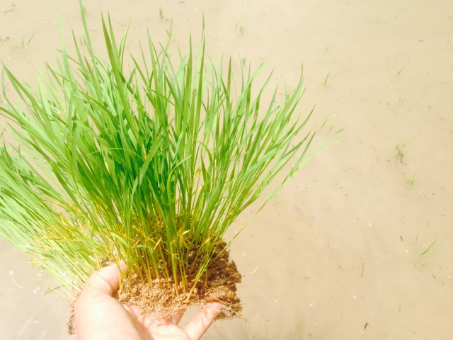 f:id:yujirosatake2014:20140612231430j:plain f:id:yujirosatake2014:20140612231430j:plain