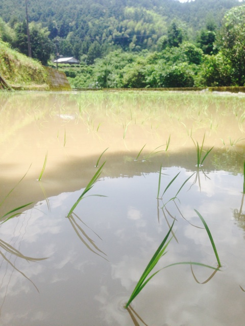 f:id:yujirosatake2014:20140612231604j:plain f:id:yujirosatake2014:20140612231604j:plain
