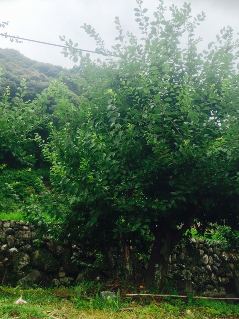 f:id:yujirosatake2014:20140623233919j:plain f:id:yujirosatake2014:20140623233919j:plain