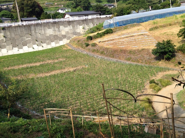 f:id:yujirosatake2014:20140806102024j:plain f:id:yujirosatake2014:20140806102024j:plain