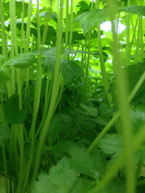 f:id:yujirosatake2014:20140814230540j:plain f:id:yujirosatake2014:20140814230540j:plain