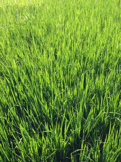 f:id:yujirosatake2014:20140830133222j:plain f:id:yujirosatake2014:20140830133222j:plain