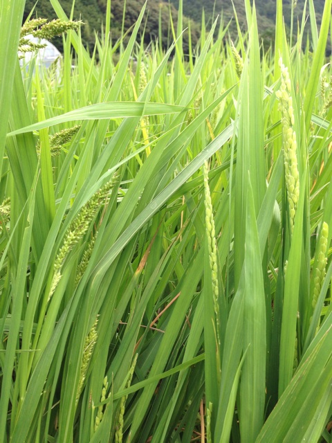 f:id:yujirosatake2014:20140830133447j:plain f:id:yujirosatake2014:20140830133447j:plain