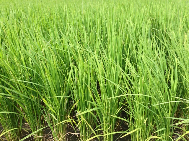 f:id:yujirosatake2014:20140830134654j:plain f:id:yujirosatake2014:20140830134654j:plain