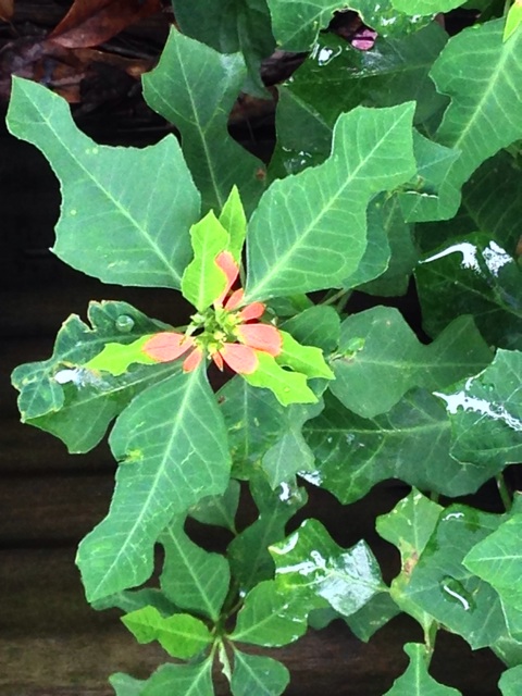f:id:yujirosatake2014:20140924232139j:plain f:id:yujirosatake2014:20140924232139j:plain