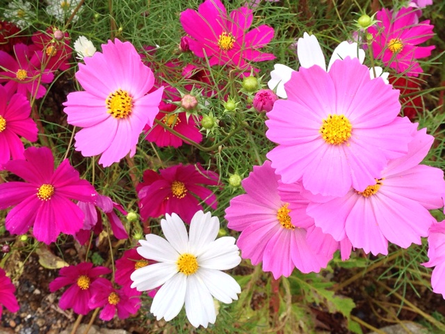 f:id:yujirosatake2014:20141005141635j:plain f:id:yujirosatake2014:20141005141635j:plain