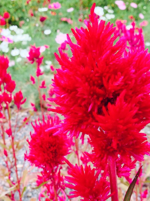f:id:yujirosatake2014:20141010090104j:plain f:id:yujirosatake2014:20141010090104j:plain