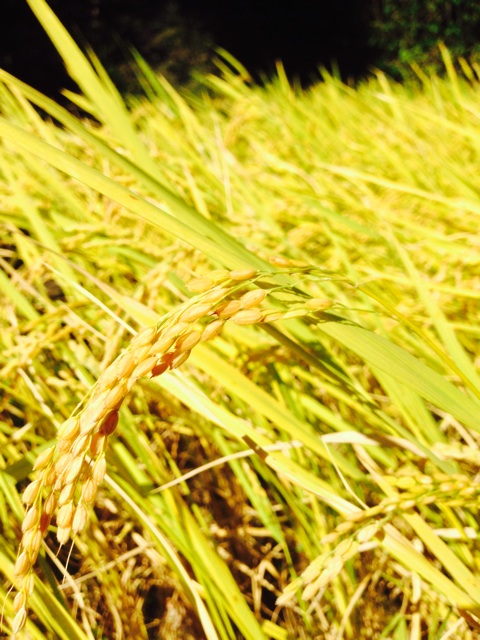 f:id:yujirosatake2014:20141020234621j:plain f:id:yujirosatake2014:20141020234621j:plain